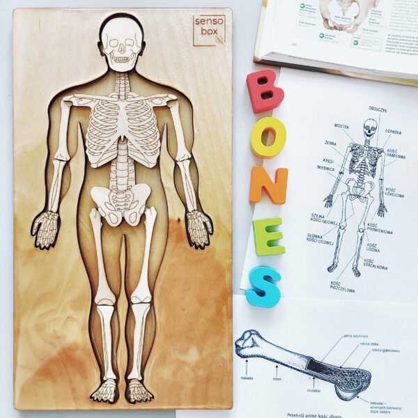 zabawki drewniane Montessori układ kostny człowieka