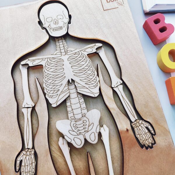 panel sensoryczny układ kostny człowieka z kośćmi